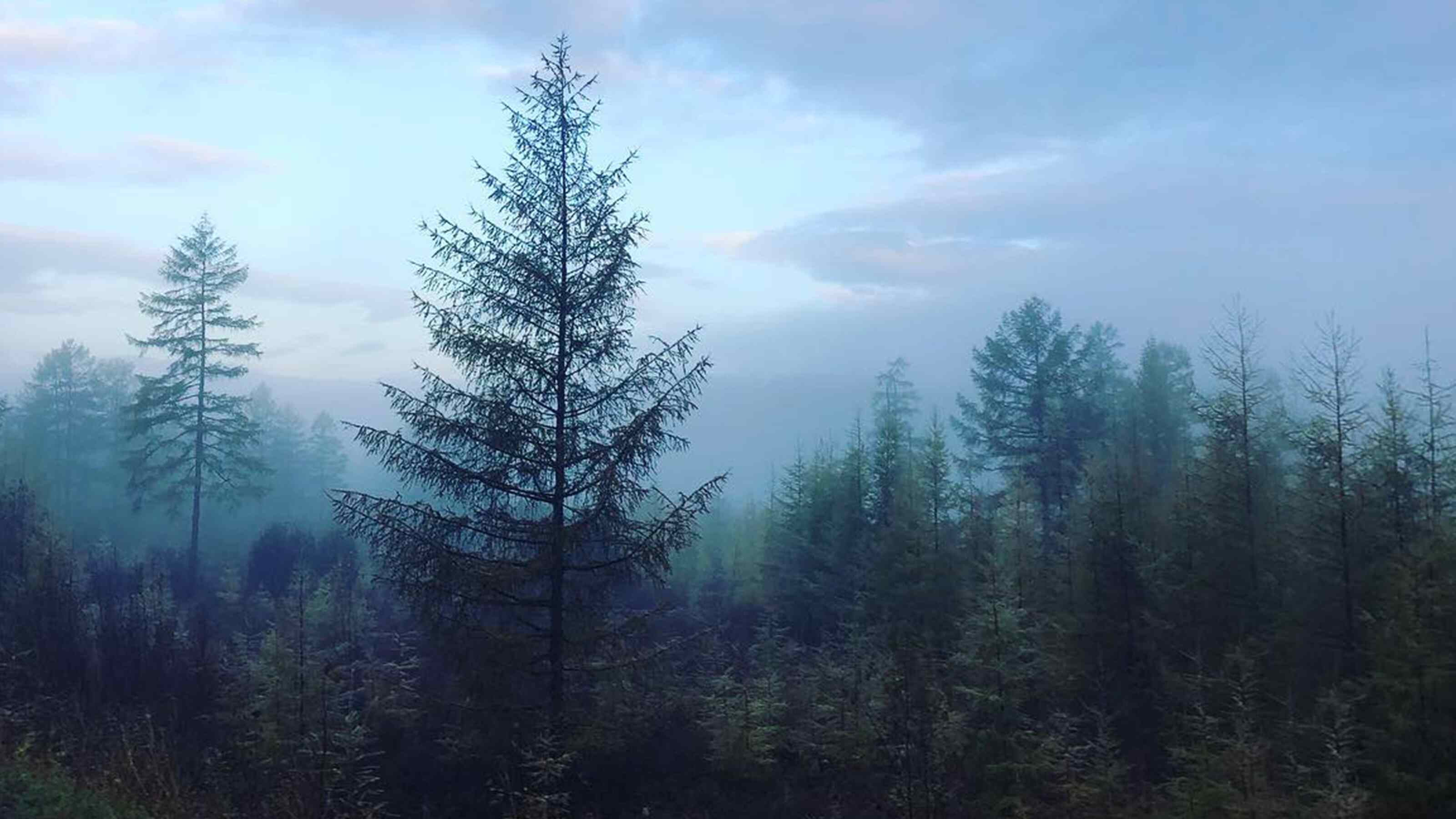 Forest shot  at Yerofey Pavlovich, Amurskaya Oblast',Russa taken by Marek Kaminski