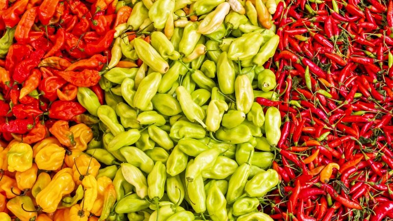 Bench with varieties of peppers